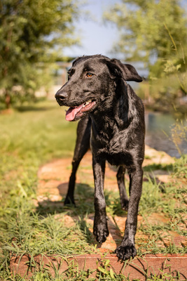 Hilda - menschenbezogen, anhänglich, fröhlich, verschmust, sehr bewegungsfreudig, Mischling (Video-Link vorhanden) - Hündin