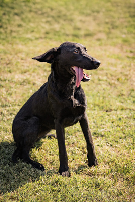 Hilda - menschenbezogen, anhänglich, fröhlich, verschmust, sehr bewegungsfreudig, Mischling (Video-Link vorhanden) - Hündin