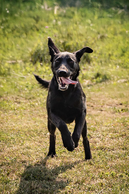 Hilda - menschenbezogen, anhänglich, fröhlich, verschmust, sehr bewegungsfreudig, Mischling (Video-Link vorhanden) - Hündin