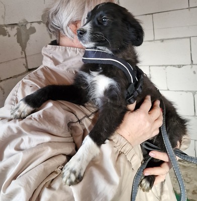 Hilde, Mix Welpen - Hündin