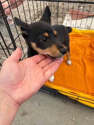 Hime, Shiba Inu Mix - Hündin