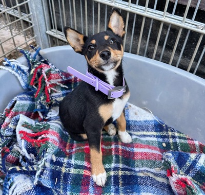 Hime, Shiba Inu Mix - Hündin