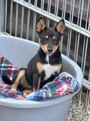 Hime, Shiba Inu Mix - Hündin