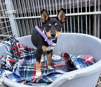 Hime, Shiba Inu Mix - Hündin