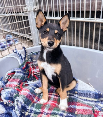 Hime, Shiba Inu Mix - Hündin