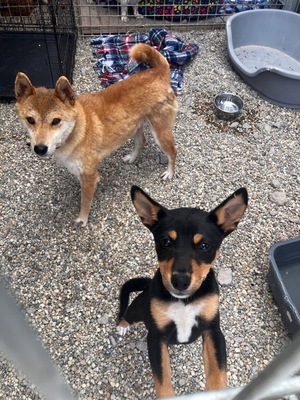 Hime, Shiba Inu Mix - Hündin
