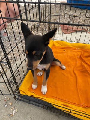 Hime, Shiba Inu Mix - Hündin