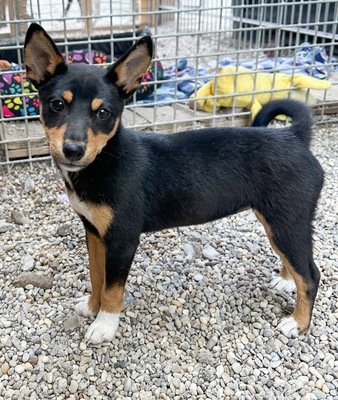 Hime, Shiba Inu Mix - Hündin