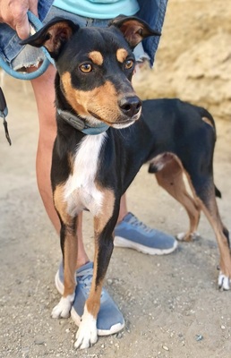 Hiru, Mix - Rüde