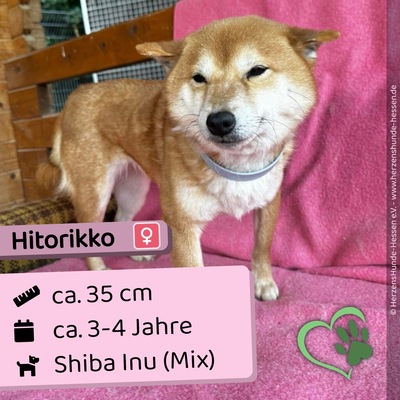 Hitorikko, Shiba Inu Mix - Hündin