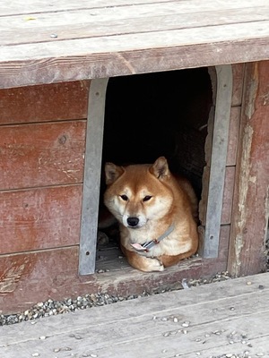 Hitorikko, Shiba Inu Mix - Hündin