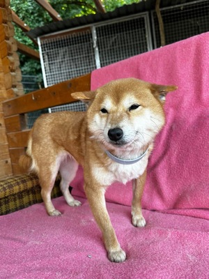 Hitorikko, Shiba Inu Mix - Hündin