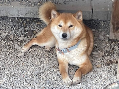 Hitorikko, Shiba Inu Mix - Hündin