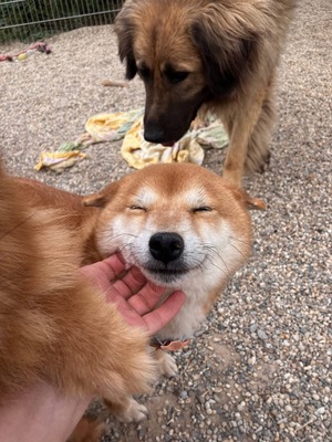 Hitorikko, Shiba Inu Mix - Hündin