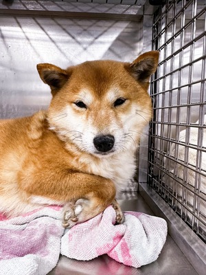 Hitorikko, Shiba Inu Mix - Hündin