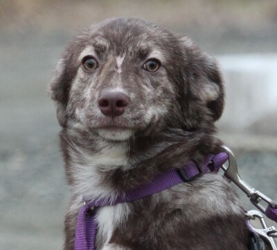 Holina, Mischling Welpen - Hündin