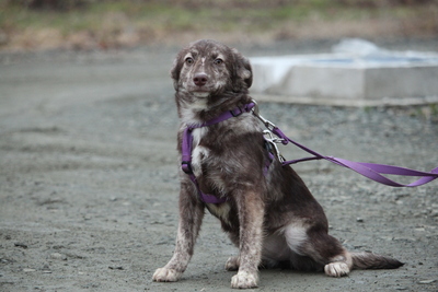 Holina, Mischling Welpen - Hündin