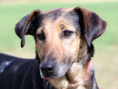 Holla, Schäfer-Mix - Hündin