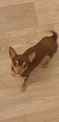 Holly, Chihuahua - Hündin - Hündin
