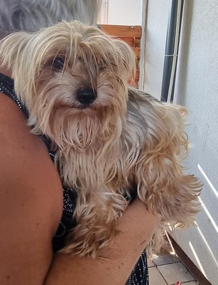 Holly, Mix - Hündin