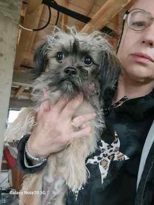 ✨ Holly – eine kleine Seele auf der Suche nach Geborgenheit ✨, Bichon - Mischling - Hündin