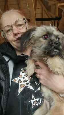 ✨ Holly – eine kleine Seele auf der Suche nach Geborgenheit ✨, Bichon - Mischling - Hündin