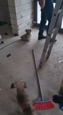 ✨ Holly – eine kleine Seele auf der Suche nach Geborgenheit ✨, Bichon - Mischling - Hündin