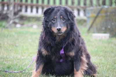 Holly, mischling - Hündin