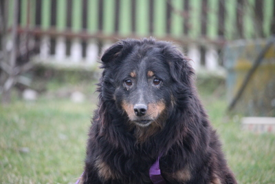 Holly, mischling - Hündin