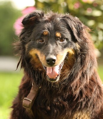 Holly, mischling - Hündin