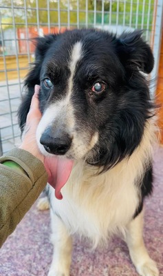 💐 Homer, noch in der Slowakei (ZM) Rüde - aktiv, neugierig und verkuschelt, Border-Collie-Mix, - Rüde