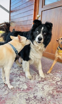 💐 Homer, noch in der Slowakei (ZM) Rüde - aktiv, neugierig und verkuschelt, Border-Collie-Mix, - Rüde