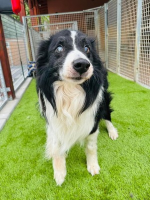 💐 Homer, noch in der Slowakei (ZM) Rüde - aktiv, neugierig und verkuschelt, Border-Collie-Mix, - Rüde