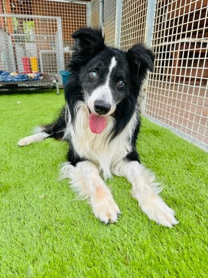 💐 Homer, noch in der Slowakei (ZM) Rüde - aktiv, neugierig und verkuschelt, Border-Collie-Mix, - Rüde