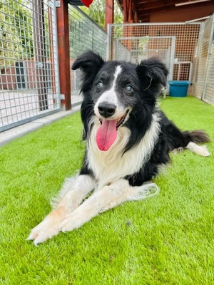 💐 Homer, noch in der Slowakei (ZM) Rüde - aktiv, neugierig und verkuschelt, Border-Collie-Mix, - Rüde