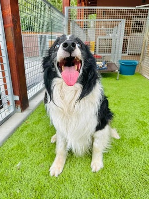 💐 Homer, noch in der Slowakei (ZM) Rüde - aktiv, neugierig und verkuschelt, Border-Collie-Mix, - Rüde