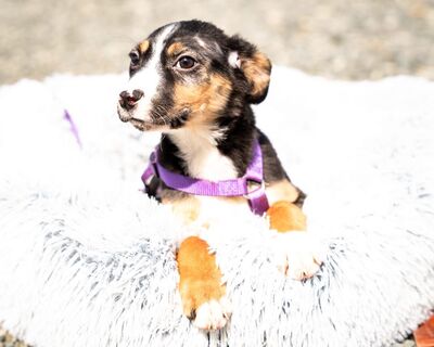 Honey, Mischling Welpen - Hündin