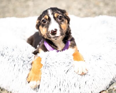 Honey, Mischling Welpen - Hündin