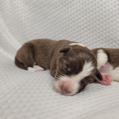 Honey Moon Chocolate