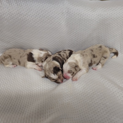 Honey Moon Chocolate, Border Collie Welpen - Rüde