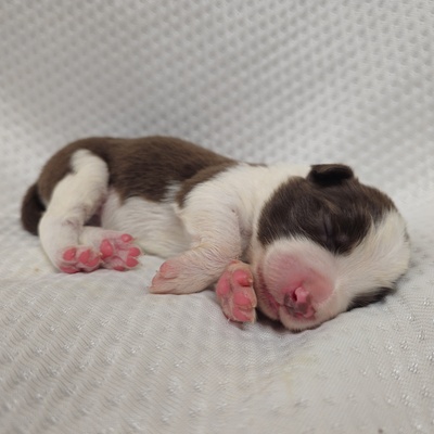 Honey Moon Chocolate, Border Collie Welpen - Rüde