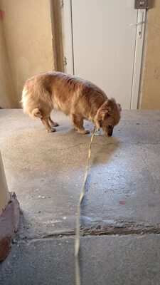 Honey, unser Zwergerl sucht liebevolle Menschen🐾, Mischling - Hündin
