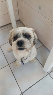 Hook ist ein kleiner Kampfschmuser, Bichon - Mischling - Rüde