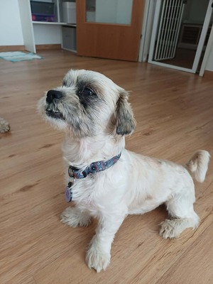 Hook ist ein kleiner Kampfschmuser, Bichon - Mischling - Rüde