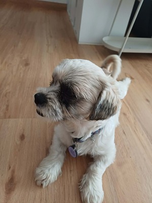 Hook ist ein kleiner Kampfschmuser, Bichon - Mischling - Rüde