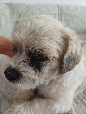 Hook ist ein kleiner Kampfschmuser, Bichon - Mischling - Rüde
