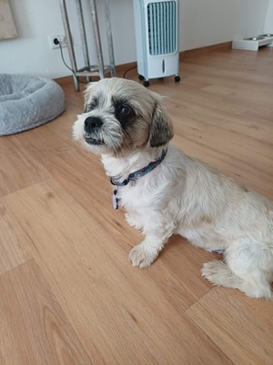 Hook ist ein kleiner Kampfschmuser, Bichon - Mischling - Rüde