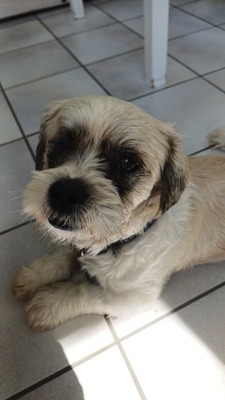 Hook ist ein kleiner Kampfschmuser, Bichon - Mischling - Rüde