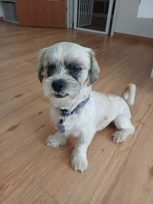 Hook ist ein kleiner Kampfschmuser, Bichon - Mischling - Rüde