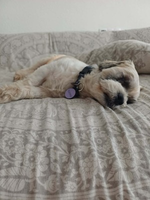 Hook ist ein kleiner Kampfschmuser, Bichon - Mischling - Rüde